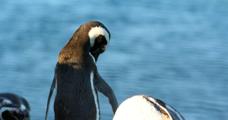 ALVARÁ DE FELICIDADE