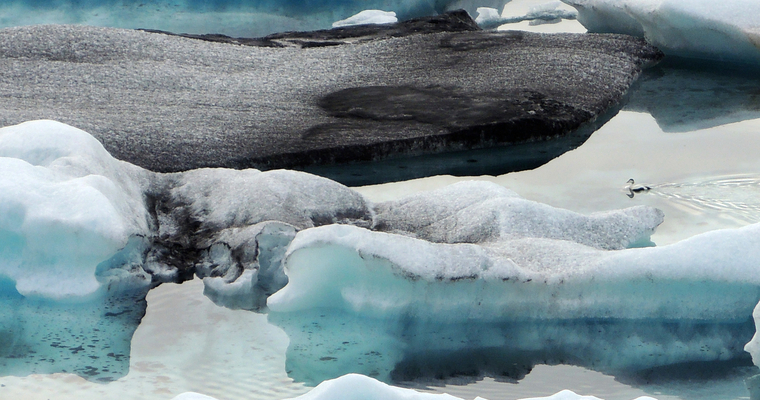ICELAND & WALTER MITTY LEOPARDS